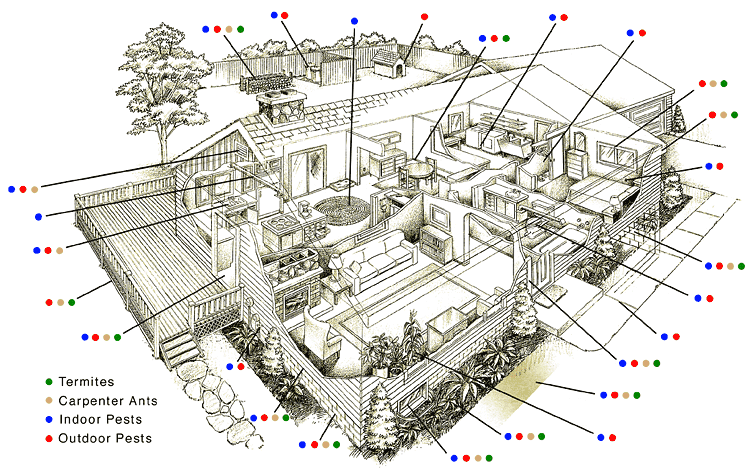 Cross section of a house showing the most common places pests lurk.