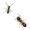 Image of Ants