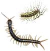 Image of Centipedes