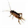 Image of Crickets