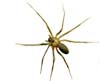 Image of Spiders