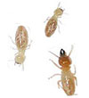 Image of Termites