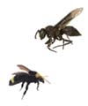 Image of Wasps